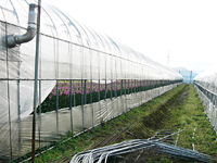 クリックすると大きな画像が出てきます。