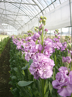 クリックすると大きな画像が出てきます。