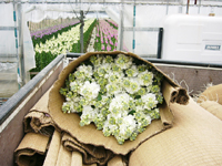 クリックすると大きな画像が出てきます。