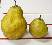 クリックすると大きな画像が出てきます。