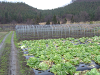 クリックすると大きな画像が出てきます。