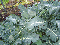 クリックすると大きな画像が出てきます。