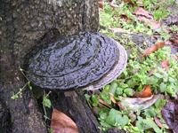 クリックすると大きな画像が出てきます。