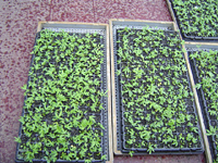 クリックすると大きな画像が出てきます。