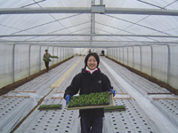 クリックすると大きな画像が出てきます。