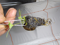 クリックすると大きな画像が出てきます。