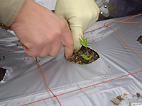 クリックすると大きな画像が出てきます。