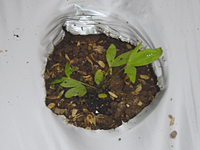 クリックすると大きな画像が出てきます。