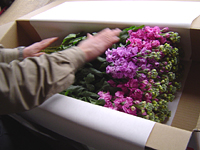 クリックすると大きな画像が出てきます。