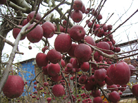 クリックすると大きな画像が出てきます。