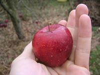 クリックすると大きな画像が出てきます。