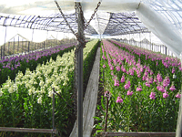 クリックすると大きな画像が出てきます。