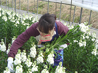 クリックすると大きな画像が出てきます。