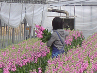 クリックすると大きな画像が出てきます。