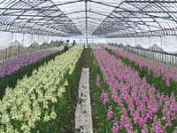 クリックすると大きな画像が出てきます。