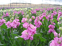 クリックすると大きな画像が出てきます。