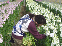 クリックすると大きな画像が出てきます。