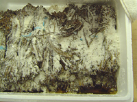 クリックすると大きな画像が出てきます。