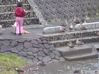 クリックすると大きな画像が出てきます。