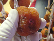 クリックすると大きな画像が出てきます。