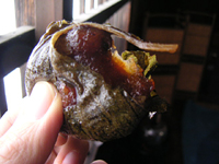 クリックすると大きな画像が出てきます。