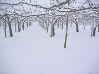 クリックすると大きな画像が出てきます。