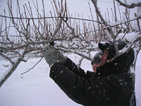 クリックすると大きな画像が出てきます。