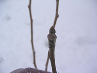 クリックすると大きな画像が出てきます。