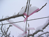 クリックすると大きな画像が出てきます。