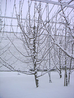 クリックすると大きな画像が出てきます。