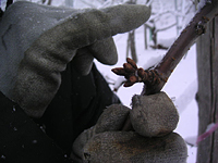 クリックすると大きな画像が出てきます。