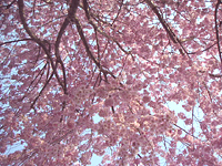 クリックすると大きな画像が出てきます。