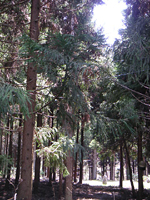 クリックすると大きな画像が出てきます。