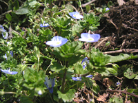 クリックすると大きな画像が出てきます。