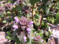 クリックすると大きな画像が出てきます。