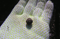 クリックすると大きな画像が出てきます。