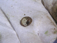 クリックすると大きな画像が出てきます。