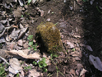 クリックすると大きな画像が出てきます。