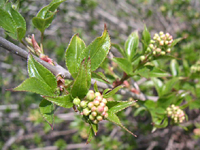 クリックすると大きな画像が出てきます。