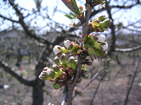 クリックすると大きな画像が出てきます。