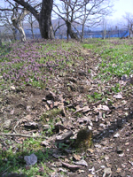 クリックすると大きな画像が出てきます。