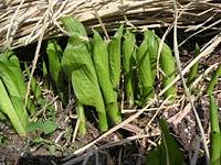 クリックすると大きな画像が出てきます。