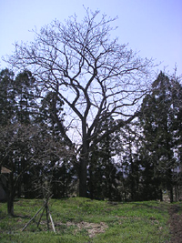 クリックすると大きな画像が出てきます。