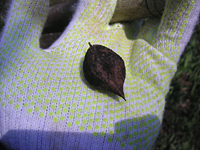 クリックすると大きな画像が出てきます。