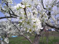 クリックすると大きな画像が出てきます。