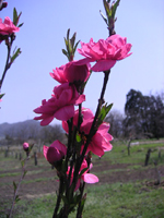 クリックすると大きな画像が出てきます。