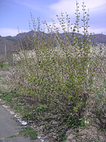 クリックすると大きな画像が出てきます。