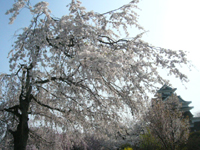 クリックすると大きな画像が出てきます。