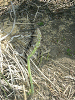 クリックすると大きな画像が出てきます。