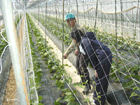 クリックすると大きな画像が出てきます。